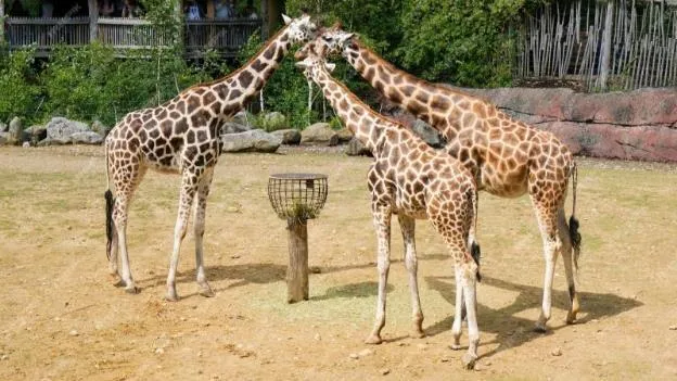 Giraffe Centre