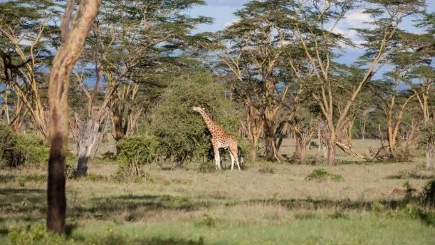 Nairobi National Park