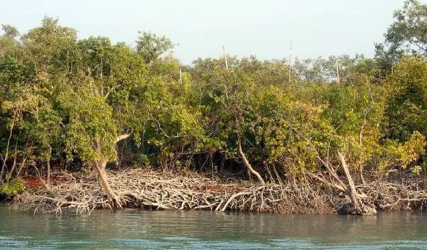 Sundarbans Mangrove Forest