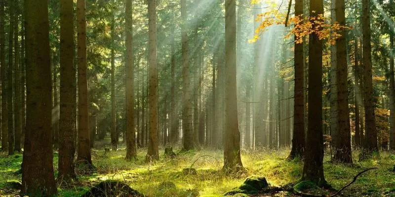 Forest exploration