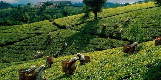 Tea Gardens in Srimangal