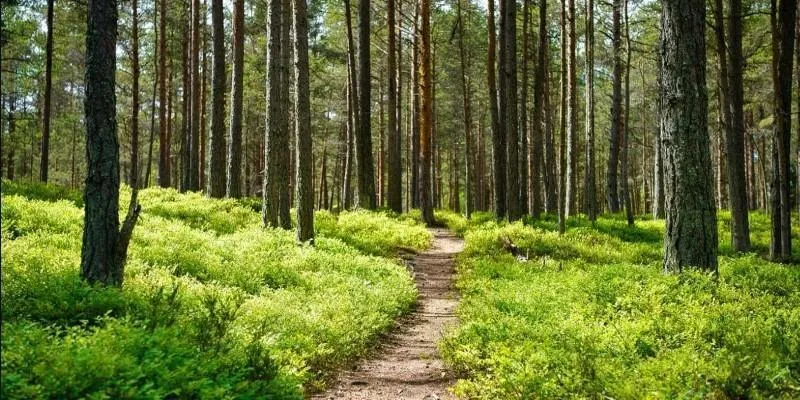 Scenic trail