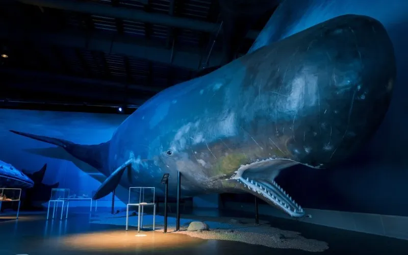 Whales of Iceland Museum
