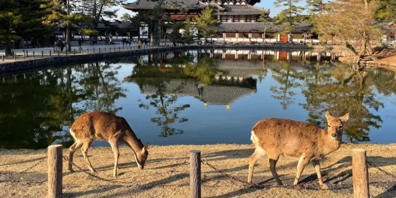 Nara Park Deer