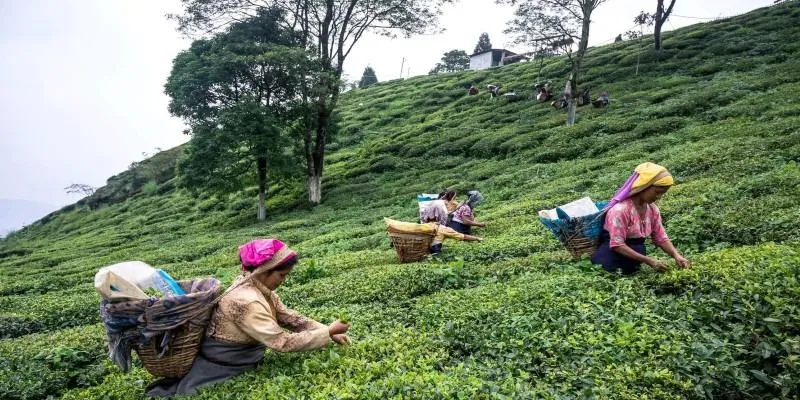 Darjeeling Tea Gardens