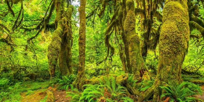 Olympic National Park