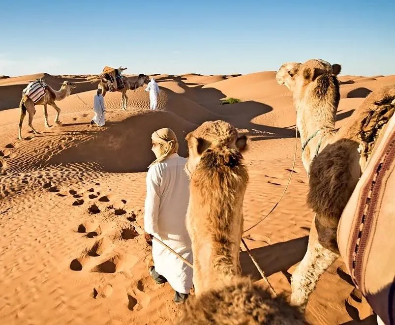 Camel Trekking in the Sahara