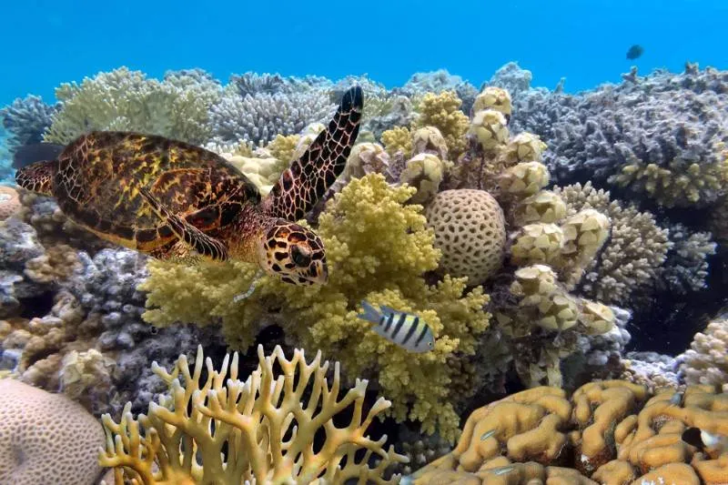Dive into Underwater Worlds