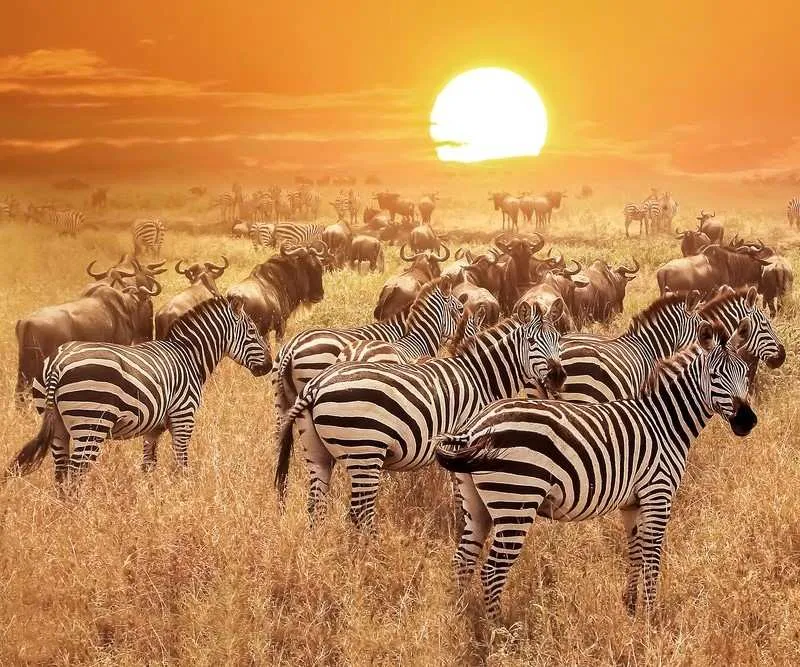 Go on Safari