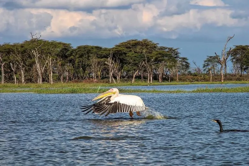 Lake Naivasha