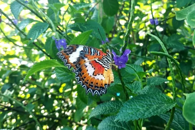 Ubud Butterfly Park