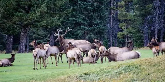 Wildlife in Canada