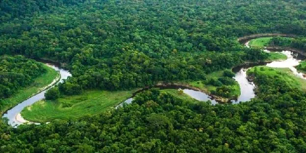 Amazon Rainforest