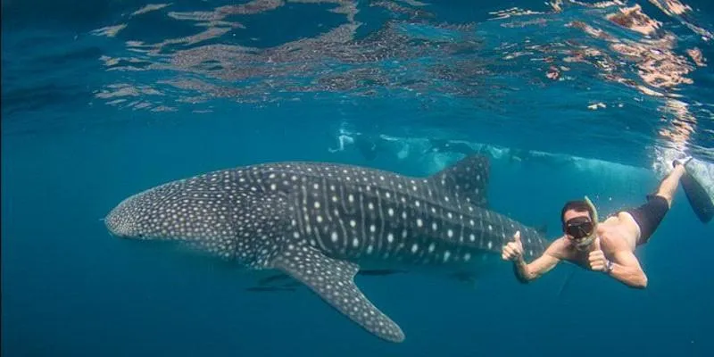 Ningaloo Reef Whale Shark Swim