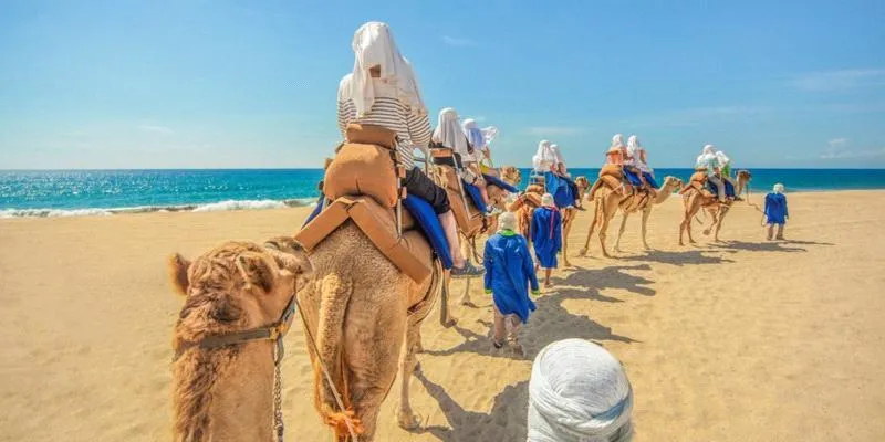 Outback Camel Safari