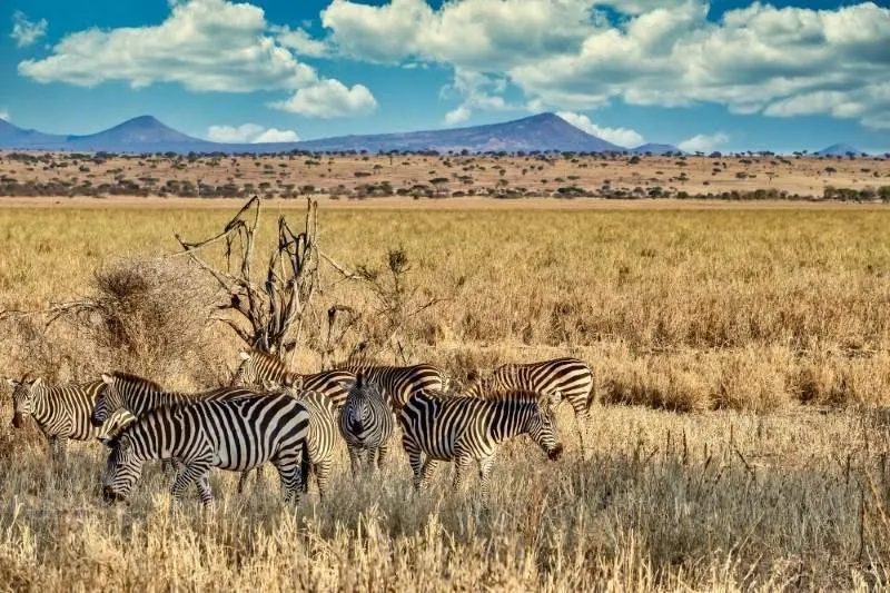 Wildlife Safari in India