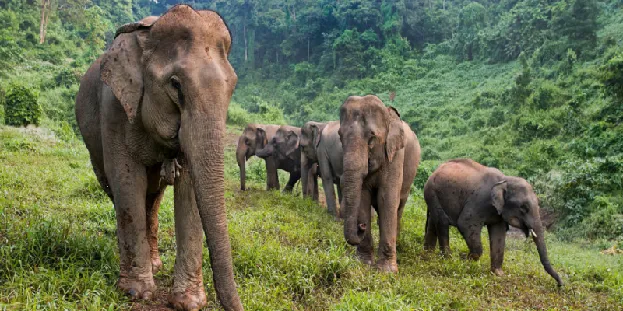 Elephant Conservation Center in Laos