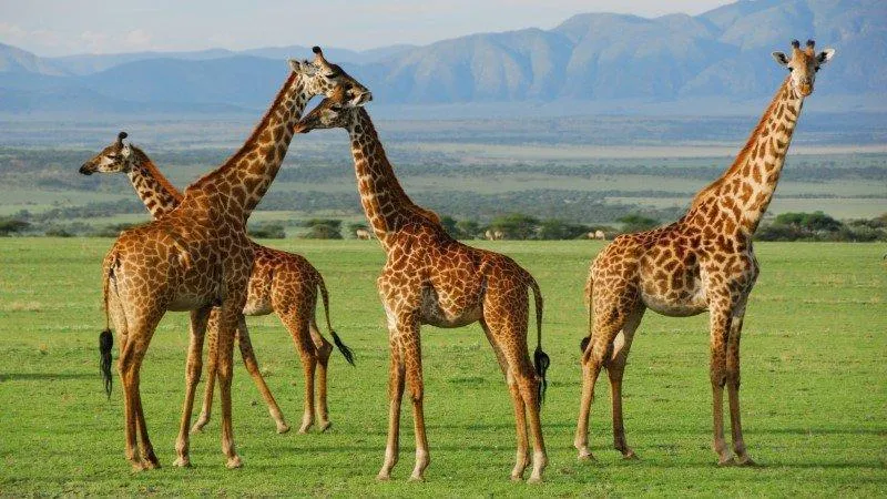 Serengeti National Park, Tanzania